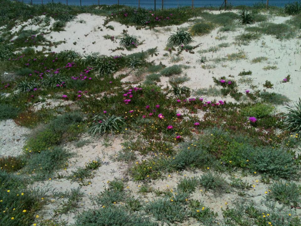 Camping Golfo Dell'Asinara Platamona Extérieur photo